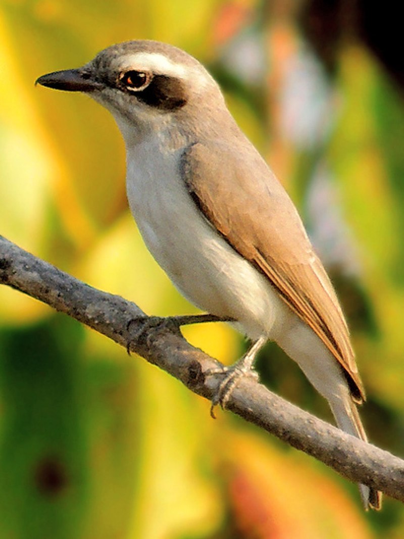 47 Common Birds That Live In Odisha - The Worlds Rarest Birds